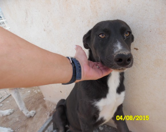 Braxa adoptée 22.07.17