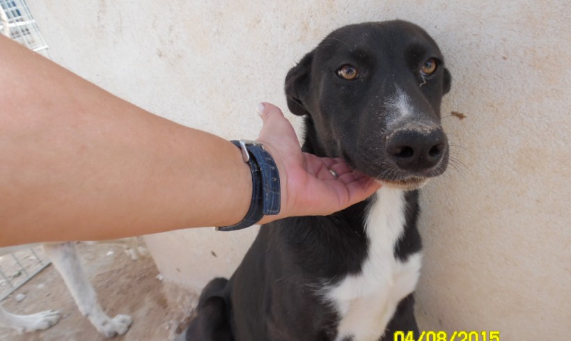 Braxa adoptée 22.07.17 Braxa adoptée 22.07.17