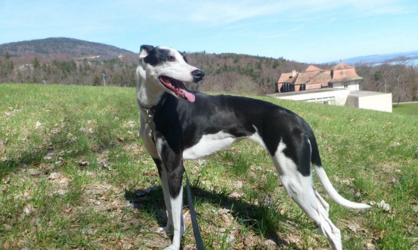 Joy adoptée le 12.03.2016 Joy adoptée le 12.03.2016