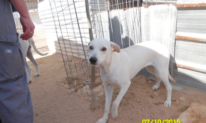 Lola adoptée le 12.03.2016 Lola adoptée le 12.03.2016