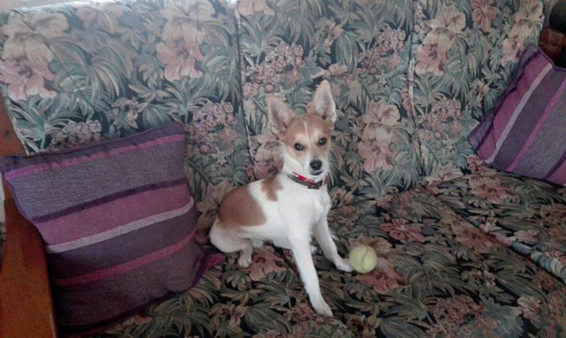 Mico adopté 04.09.2017 Mico adopté 04.09.2017