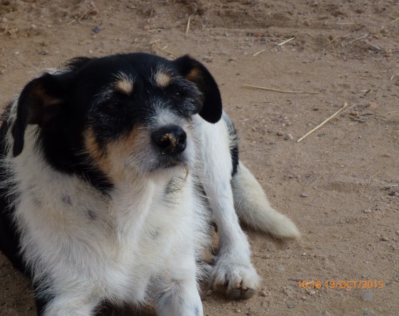 Boris Adopté 28.11.2015