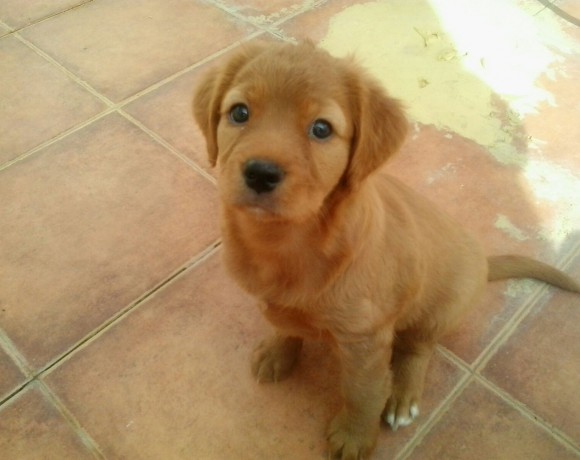 Freddy adopté le 16.02.2016
