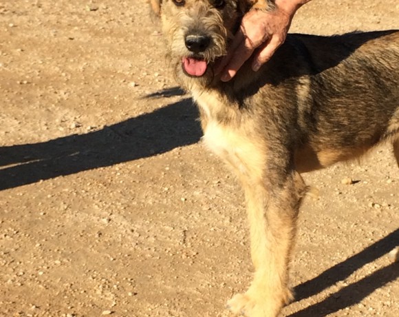 Deva adoptée 28.11.2015