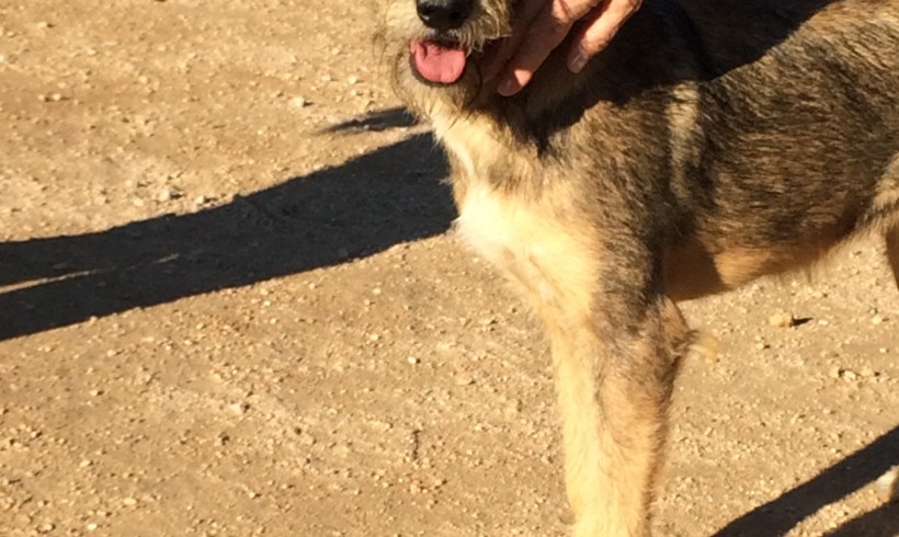 Deva adoptée 28.11.2015 Deva adoptée 28.11.2015