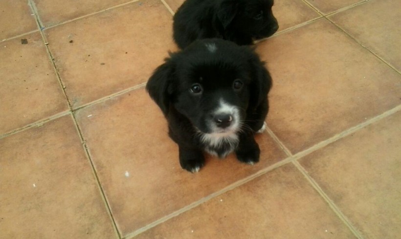 Pippo adopté le 16.02.2016 Pippo adopté le 16.02.2016