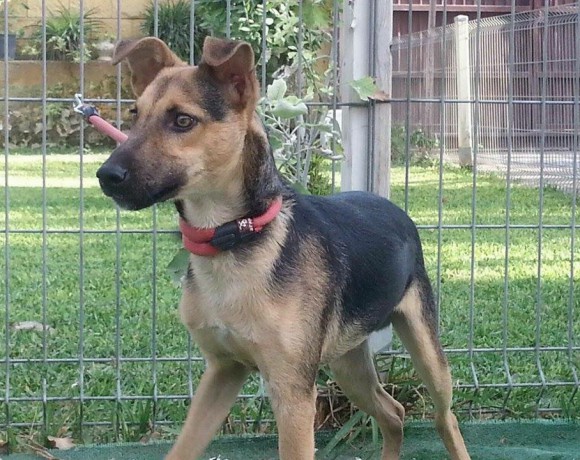 Turron adopté 28.11.2015