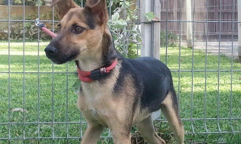 Turron adopté 28.11.2015 Turron adopté 28.11.2015
