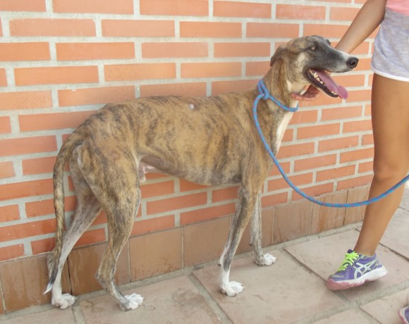 Valiente adopté le 16.02.2016
