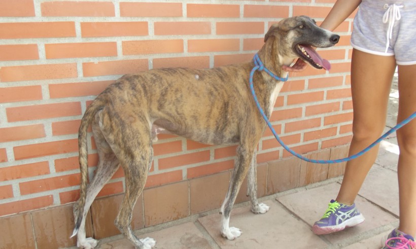Valiente adopté le 16.02.2016 Valiente adopté le 16.02.2016