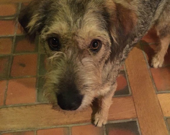Deva adoptée 28.11.2015