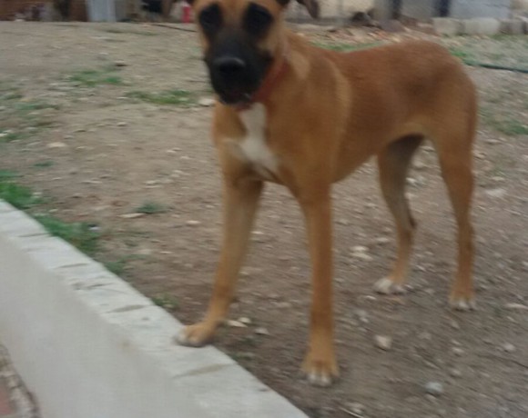 Bilma adoptée le 16.02.2016
