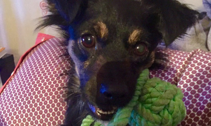 Bimba adoptée le 16.02.2016 Bimba adoptée le 16.02.2016