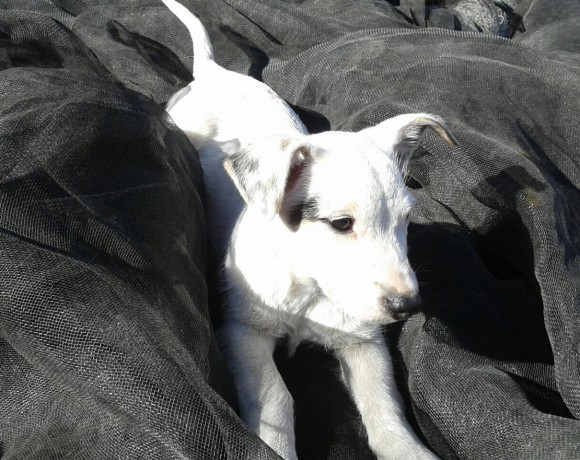 Blue adopté 07.05.2016