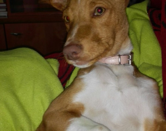 Boby adopté le 16.02.2016