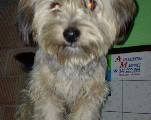 Lanas adopté le 16.02.2016