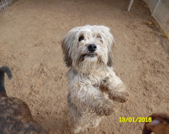 Rocky adopté le 16.02.2016