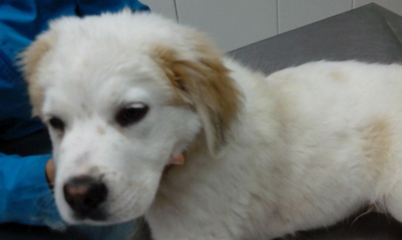 Yuki adopté le 16.02.2016 Yuki adopté le 16.02.2016