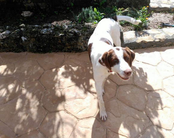 Cora adoptée par sa FA