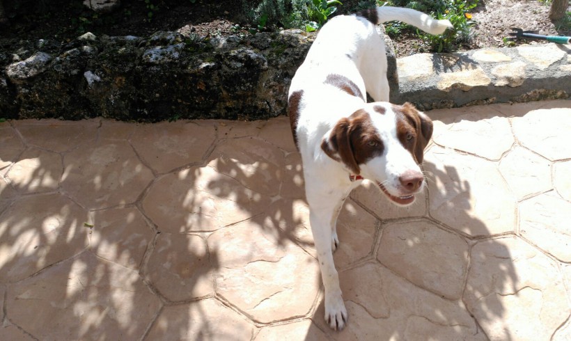 Cora adoptée par sa FA Cora adoptée par sa FA