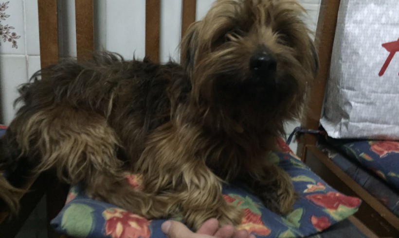 Nico-Bandit adopté le 21.02.2016 Nico-Bandit adopté le 21.02.2016