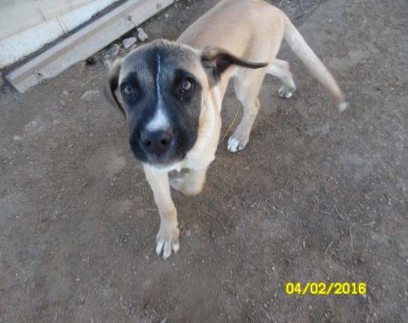Terry adopté 07.05.2016
