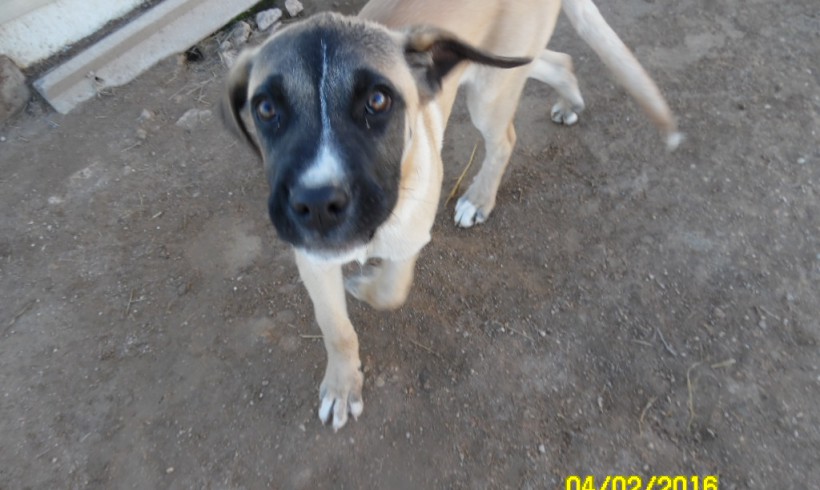 Terry adopté 07.05.2016 Terry adopté 07.05.2016