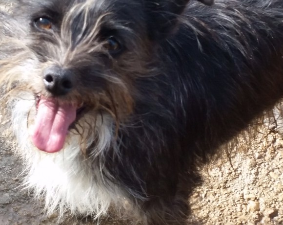 Bigu adopté 07.05.2016