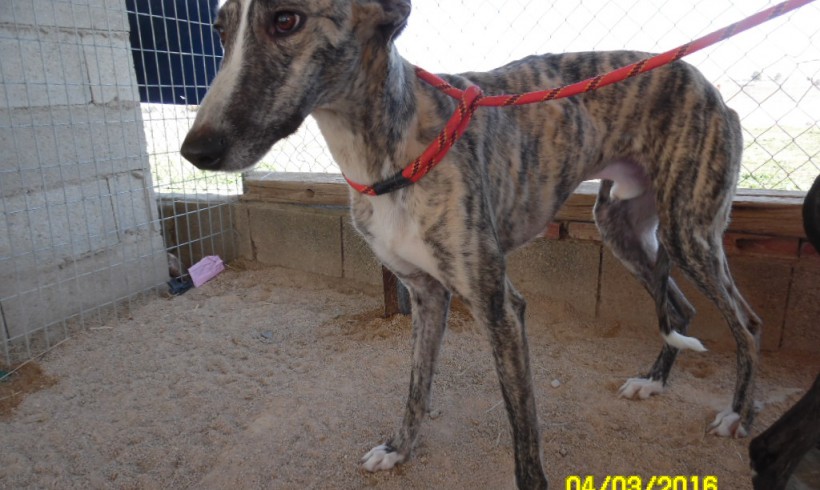 Caiman adopté 07.05.2016 Caiman adopté 07.05.2016