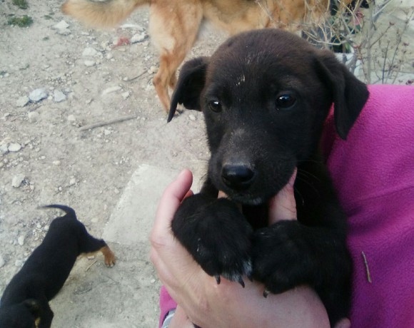 Conguito-Moby adopté 07.05.2016