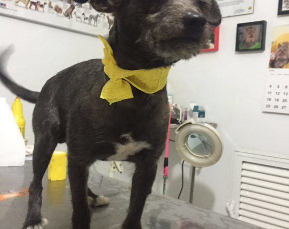 Elvis adopté le 05.01.17
