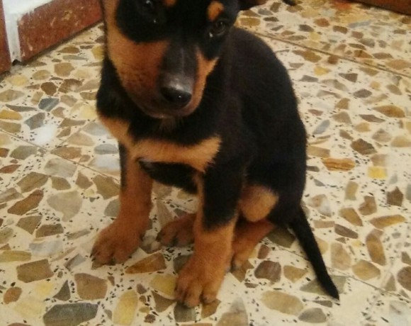 Fuego adopté 07.05.2016