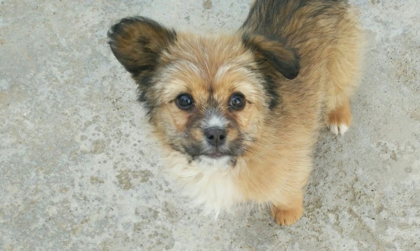 Luna adoptée 07.05.2016 Luna adoptée 07.05.2016