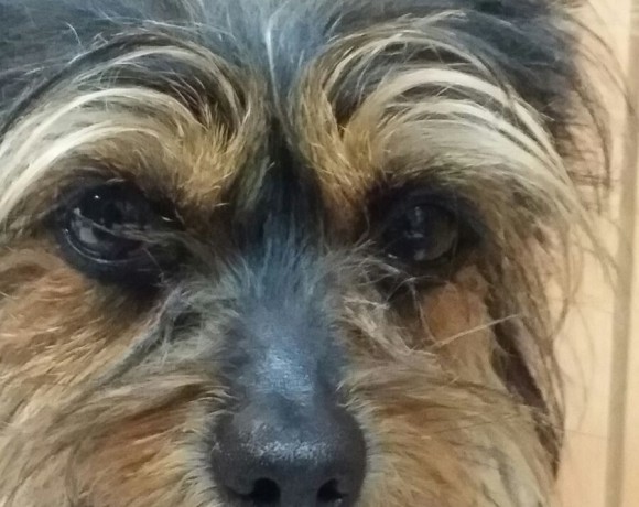Chuki adopté le 12.03.2016