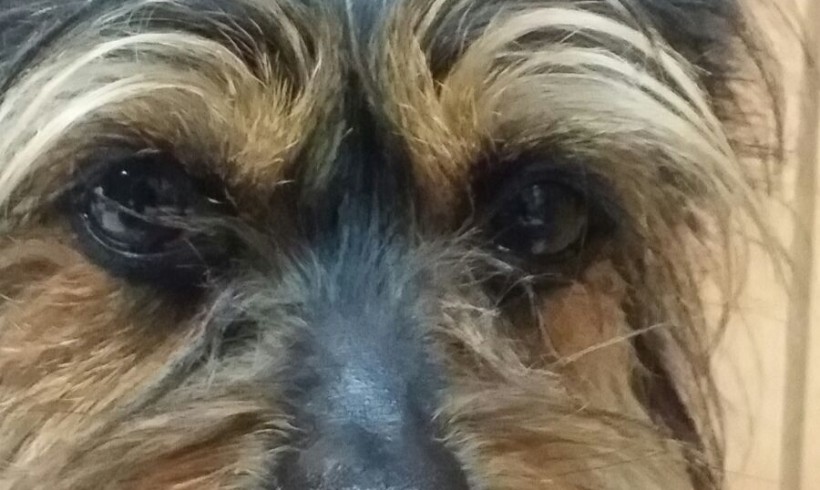 Chuki adopté le 12.03.2016 Chuki adopté le 12.03.2016