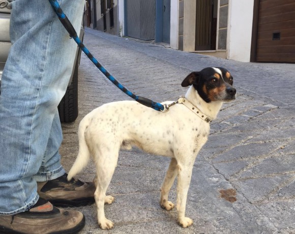 Chiquitito adopté 20.03.2017