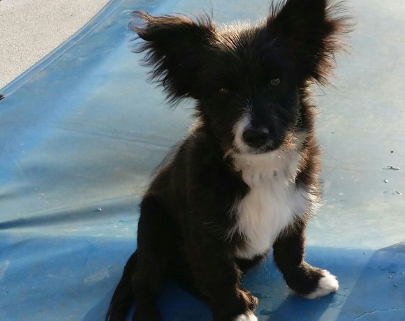 Leo adopté 02.07.2016