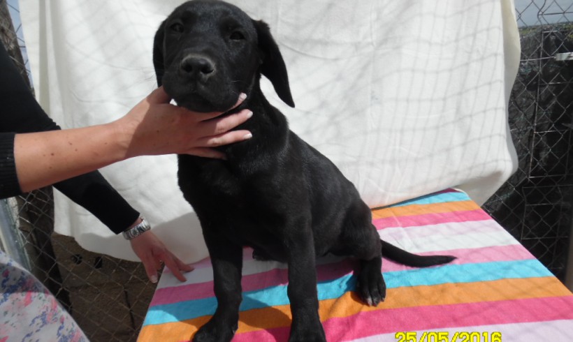 Balou adopté le 05.08.2016 Balou adopté le 05.08.2016