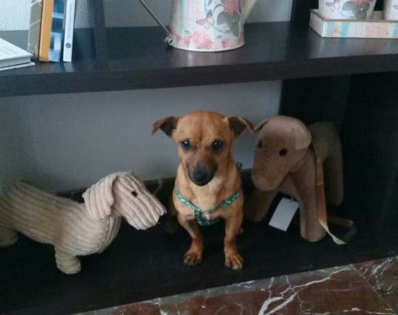 Bruno adopté le 02.07.2016