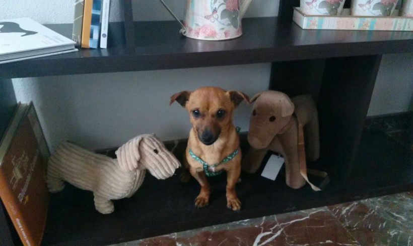Bruno adopté le 02.07.2016 Bruno adopté le 02.07.2016