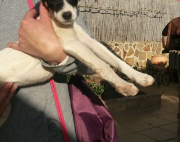 Casper adopté 02.07.2016