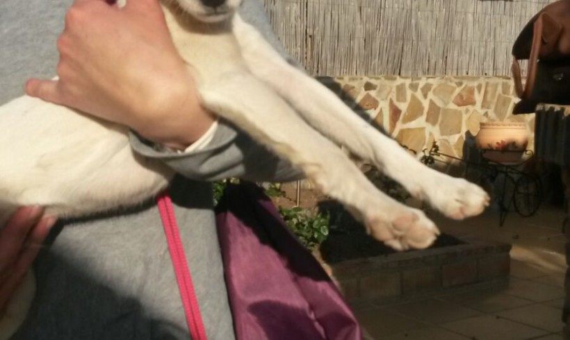 Casper adopté 02.07.2016 Casper adopté 02.07.2016