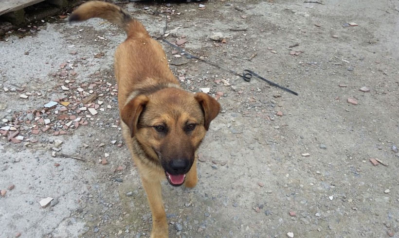 Koldo adopté 04.03.17 Koldo adopté 04.03.17