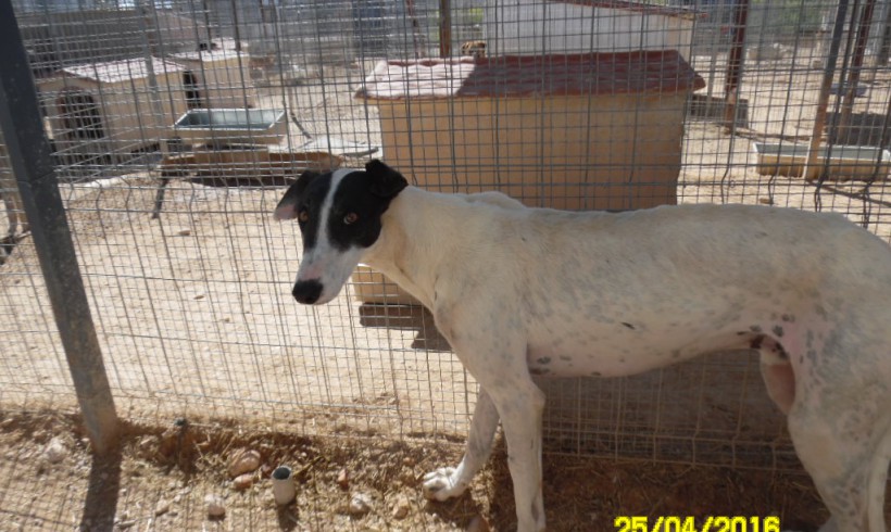 Manolin adopté 02.07.2016 Manolin adopté 02.07.2016