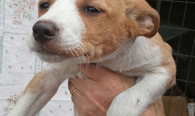 Pelusin adopté 24.09.2016 Pelusin adopté 24.09.2016