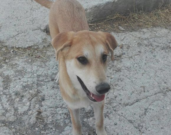 Trufa adoptée 24.09.2016