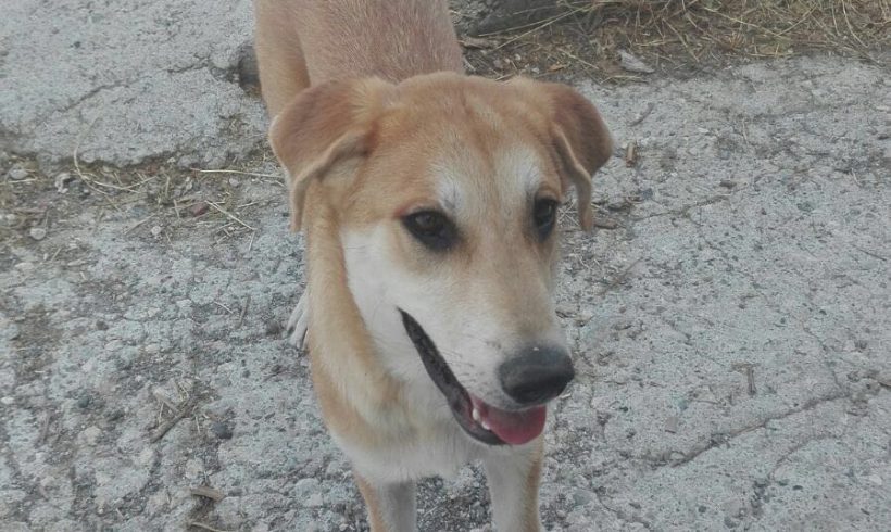 Trufa adoptée 24.09.2016 Trufa adoptée 24.09.2016