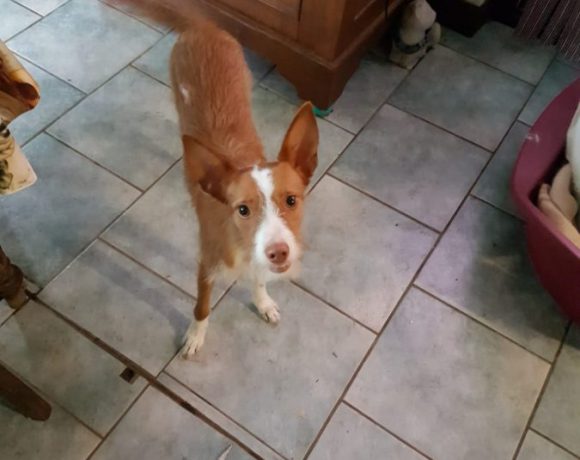 Coletas adoptée 03.01.19