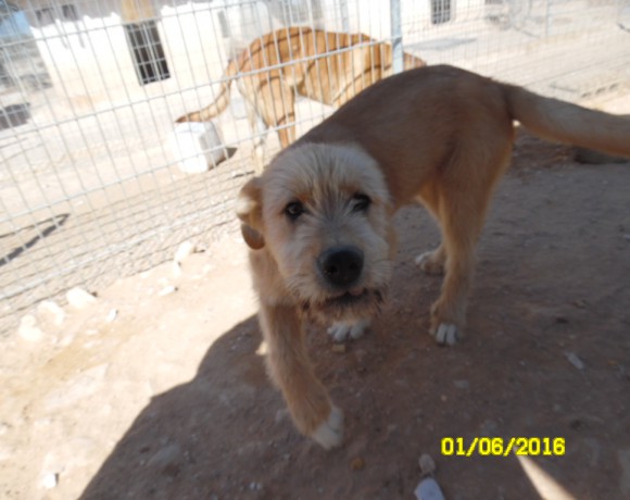 Kale-Kalou adopté 24.09.2016