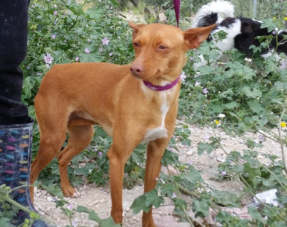 Maruja-Sally adoptée le 10.102016